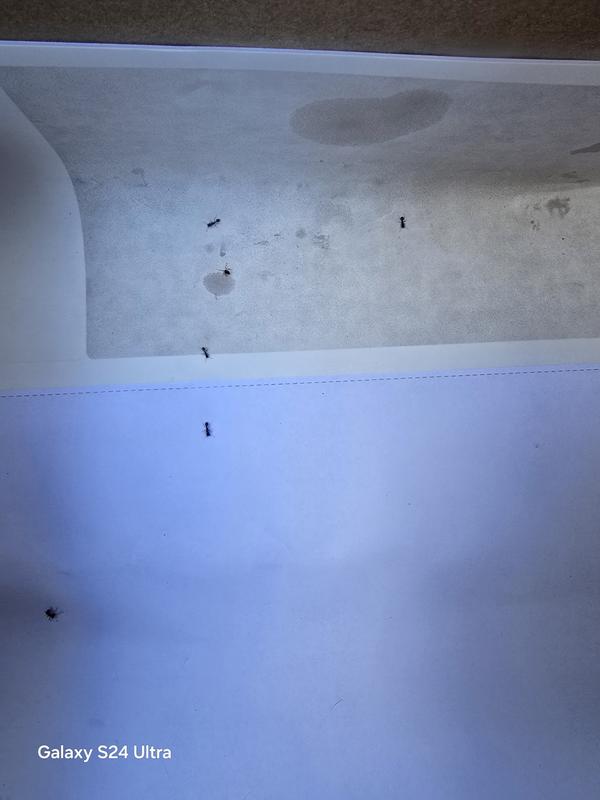 Ants