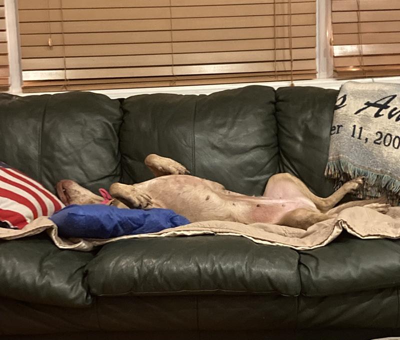 Ethel’s sleeping position on my couch!