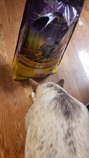 Zigniture- WINNER for dog with allergies!