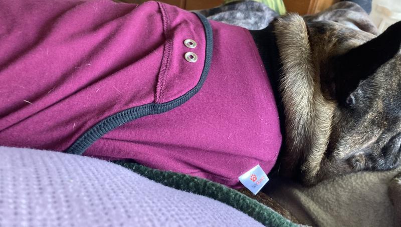 Dog Onesie After Surgery - BellyGuard