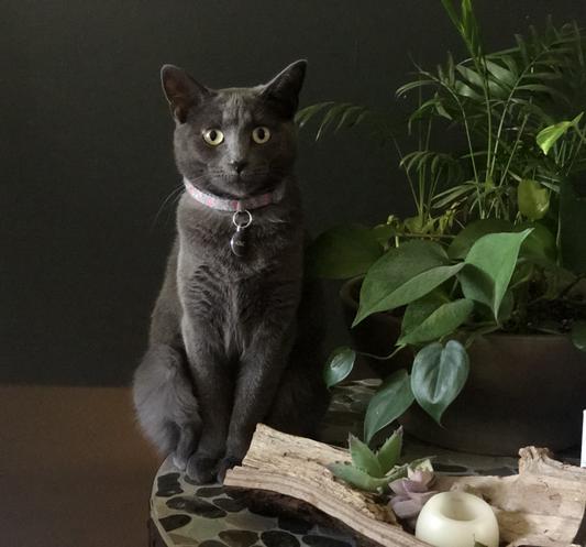 The littlest fur baby, Gigi