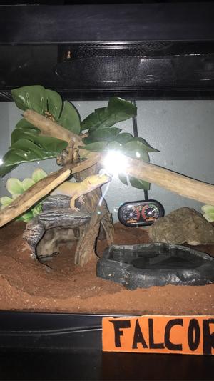 Sam on X: Upgraded snake digs! Adult female Kenyan sand boa, 40 gallon  tank. The background is excavator clay, fake plants, and some rocks.  Substrate is coconut fiber. (Aspen is usually preferred