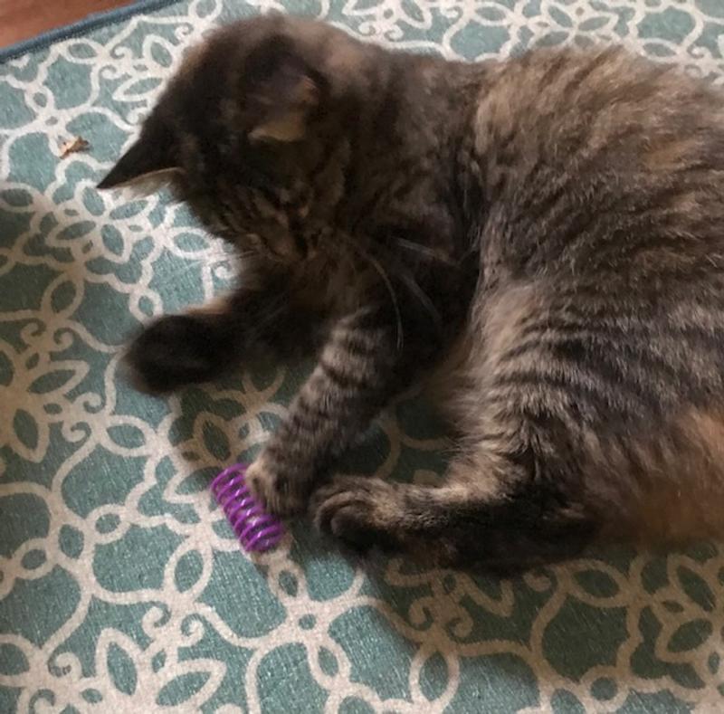 Kitsu Loves Playtime