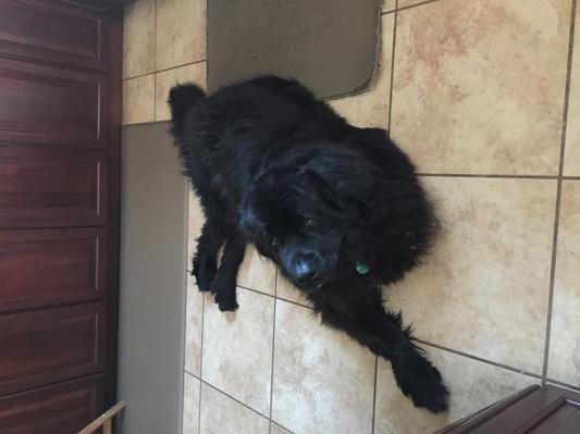 Happy Newfy