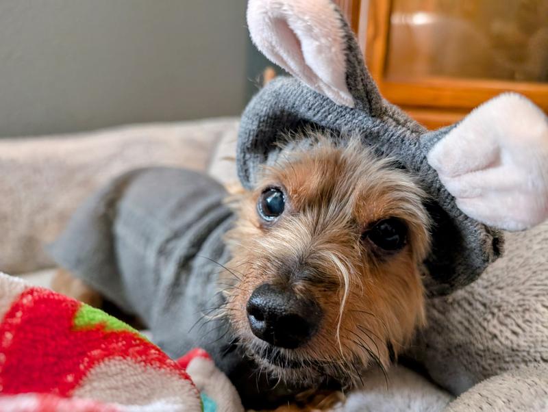 Frisco Bunny Hooded Dog & Cat Sweater
