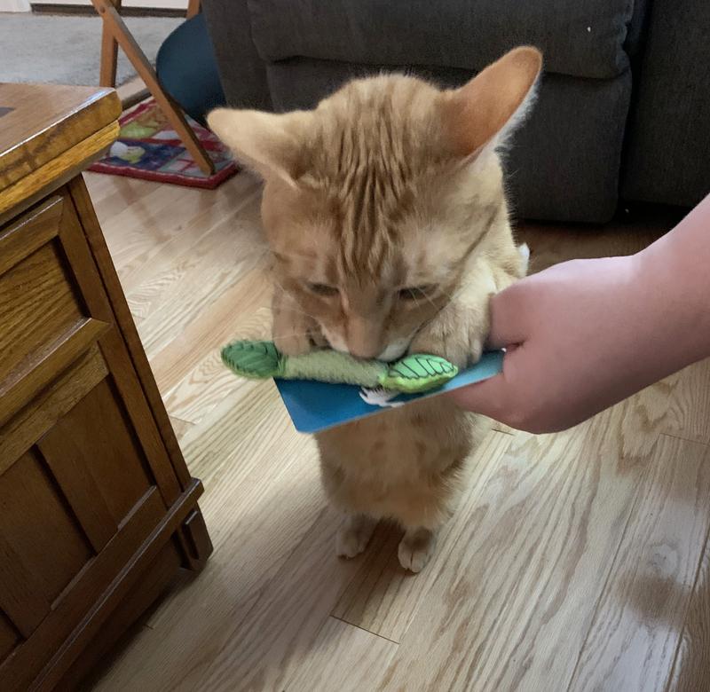 Licking already, can't wait to get it out of the package!