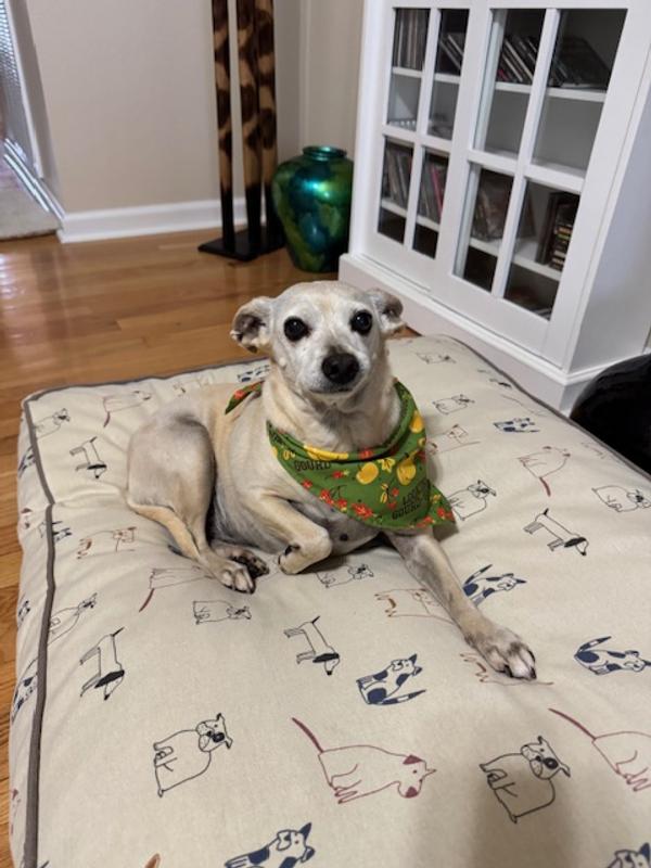 Zelda appreciates the large size.