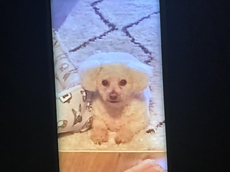 My handsome , 12 year old Bichon🐾🥰