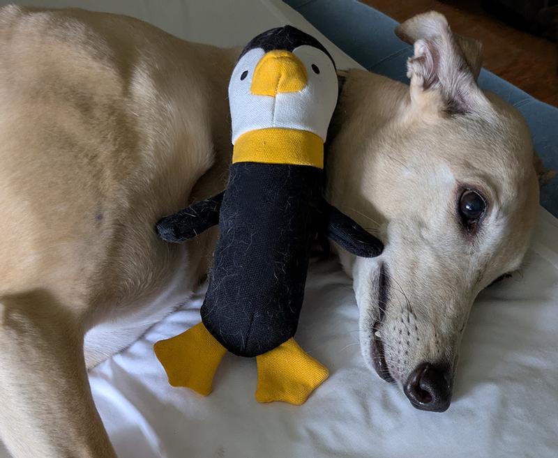 Pardon the greyhound fuzz