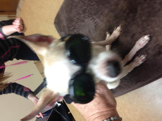 Peewee wearing goggles for his laser therapy and acupuncture!  So cute!