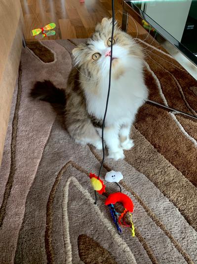 Discontinued - MAD CAT Rainbow Chaser Catnip & Silvervine Wand Cat Toy ...