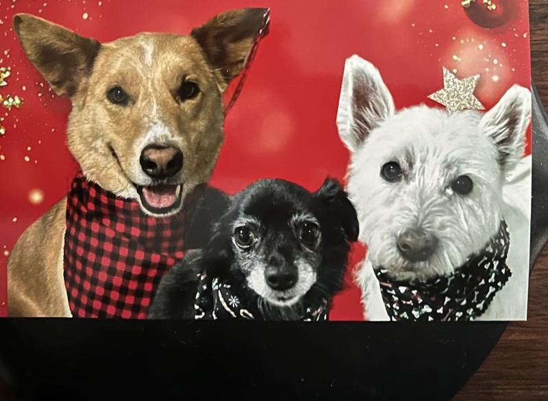 Apollo, Olive, and Roxxy