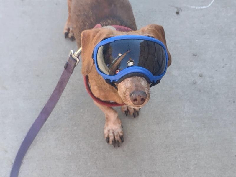 coolest dog in the neighborhood