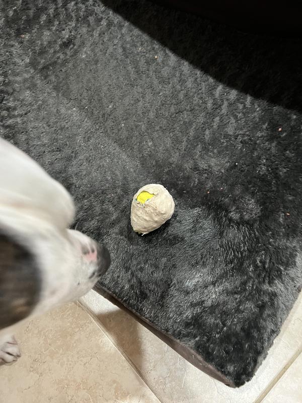 Scout LOVES his Hatch Me toy!