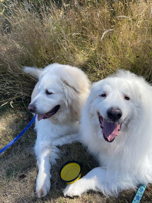 Klause Lebowski and Cayman