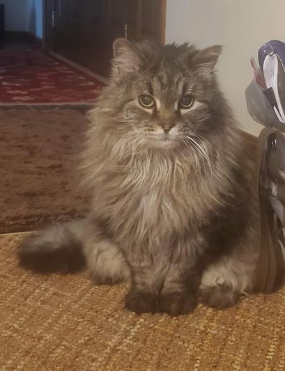 This is Sassy, 16 years young!