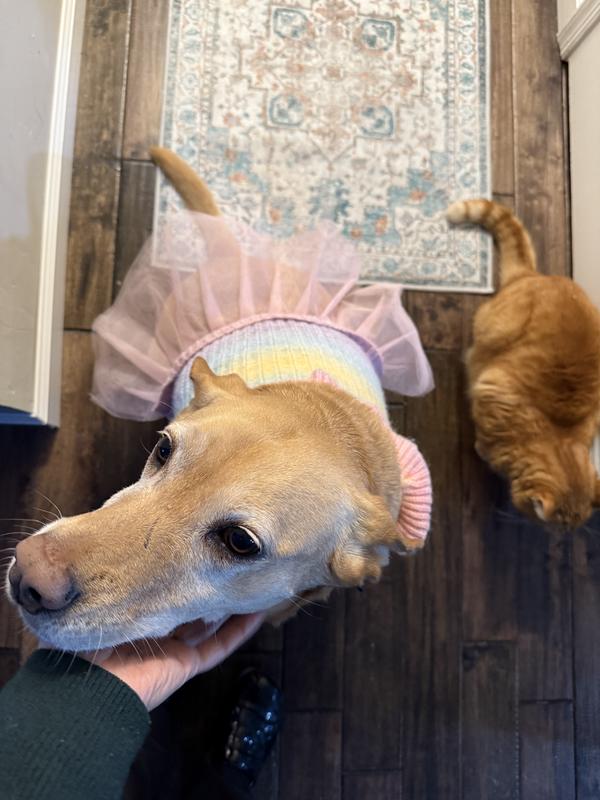 Where’s my cookie?