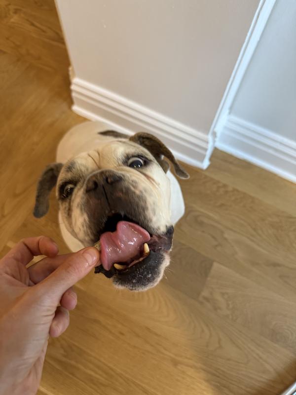 Our bulldog loves these fish!