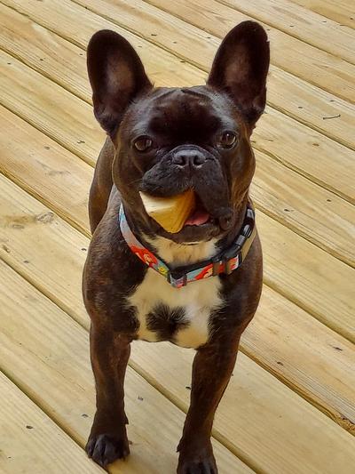 Viola has on her new collar