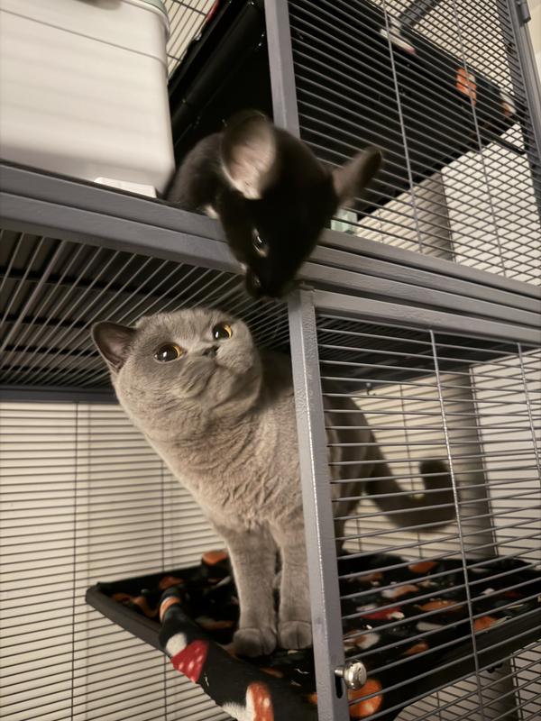 Even my cat fits on it LOL