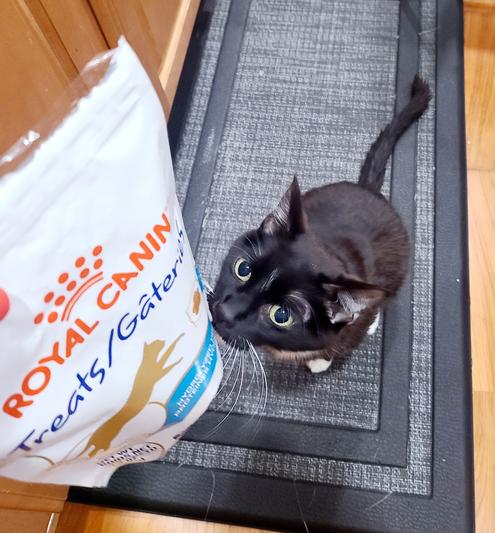 Hill's hypoallergenic shop cat treats