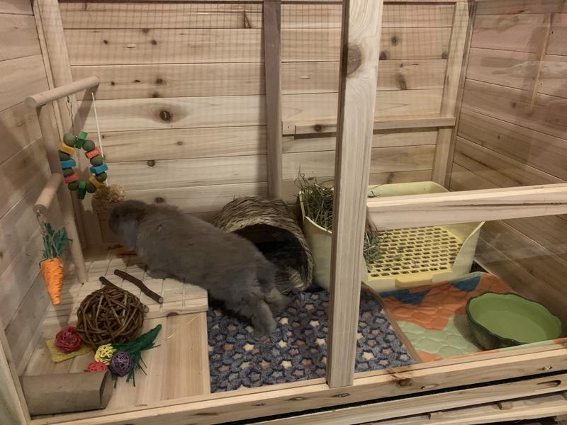 He’s only 8weeks old here.