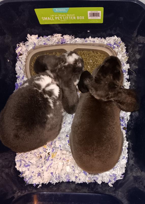 Happy, flea free buns