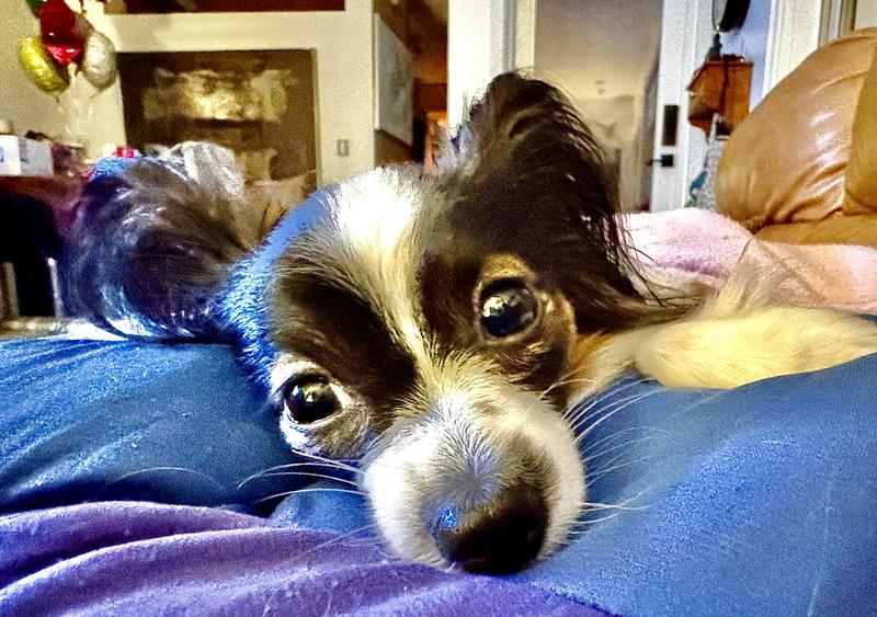 Chloe unfortunately lost her arm, after a year or surgeries trying to save it….