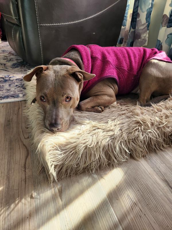 Kurgo Dog Harness Dog Clothes Kurgo Fleece-Lined Dog Sweater