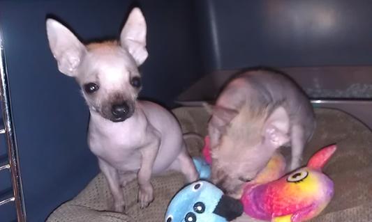8 week - 1 lb. pup can eat this kibble