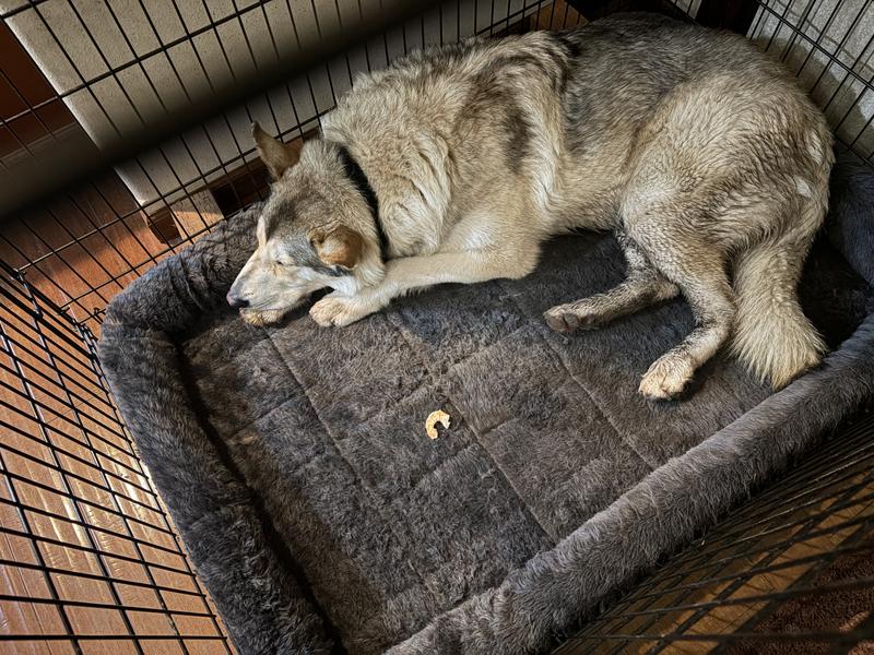 MIDWEST Solution Series XX-Large Heavy Duty Single Door Wire Dog