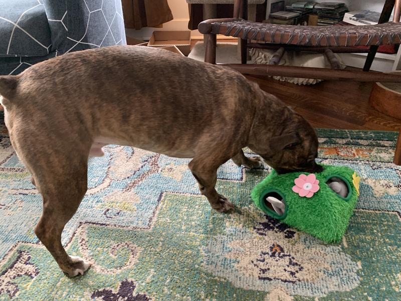 Zoomy working on picking up the burrow.