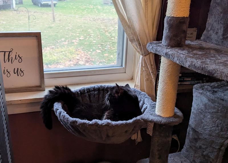 Enjoying lounging in the basket and looking outside. She is my smallest cat at 6 lbs.