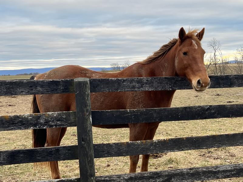 NICKERDOODLES The Original Handmade Natural Horse Treats, 2lb