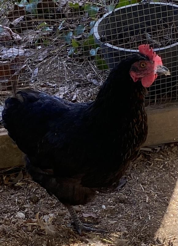 This is Michelle, our Black Copper Maran