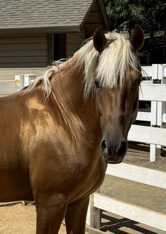 GRAND MEADOWS Calm Pellets Horse Supplement reviews