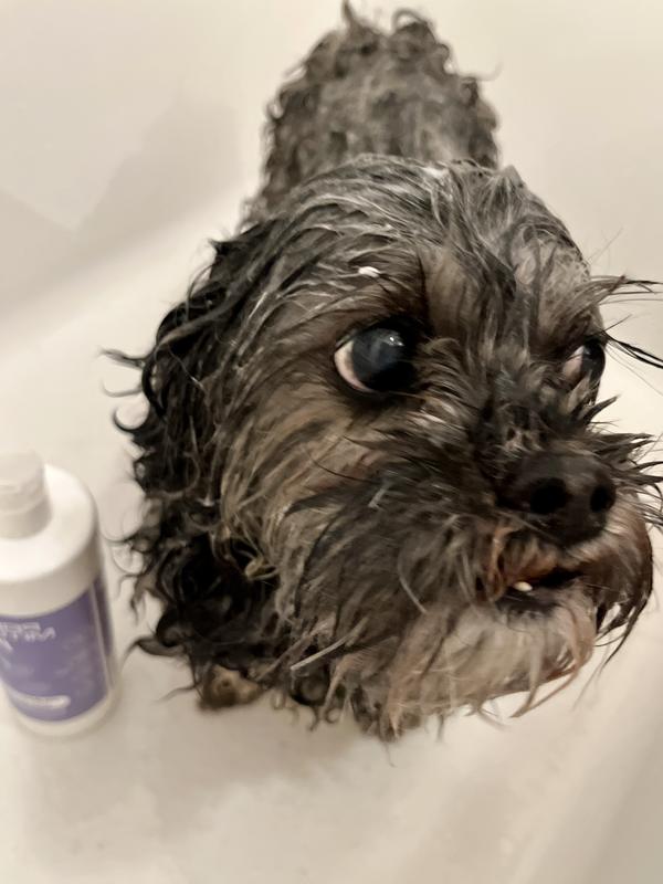 Gentle enough for this little senior