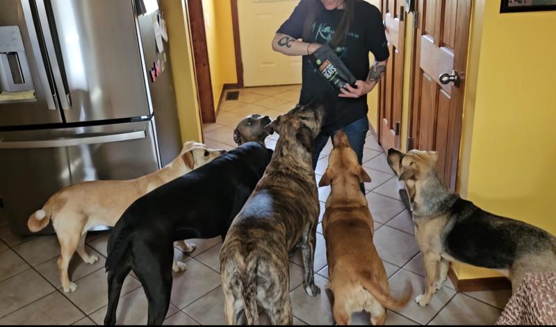 My 6 pups lined up for their piece.