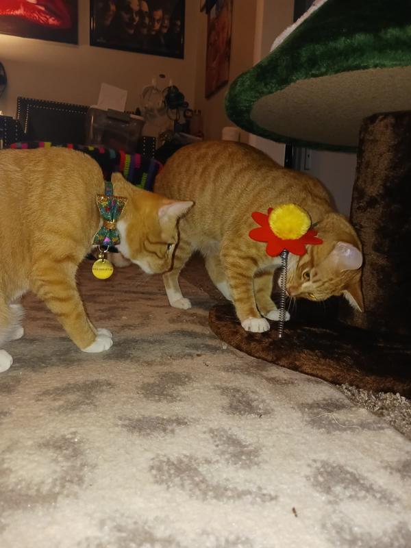 Curious little beasties