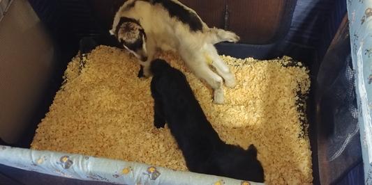 2 of my 4 baby goats!