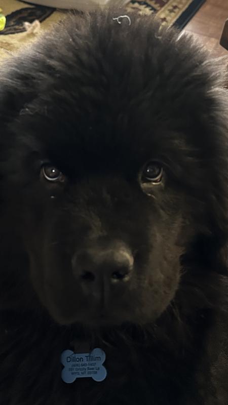 Dillon, my Newfie puppy