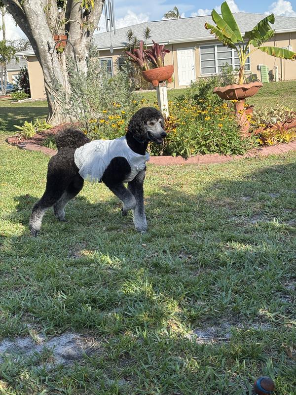 Betty standard poodle