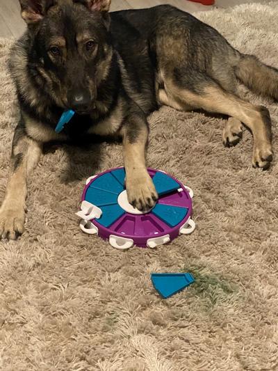 Best Interactive Dog Toy and Puzzle Game – Dog Twister - Whole Dog Journal