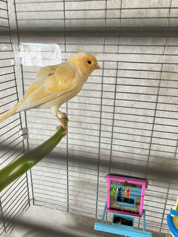 My female canary- Chickadee