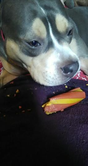 Halfway through her treat!