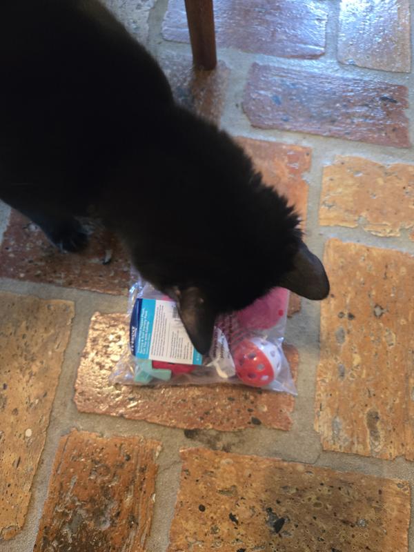 Juniper inspecting new goodies