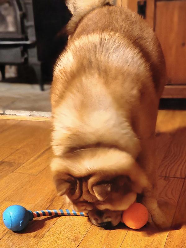 Playing keep-away from Ovilar.