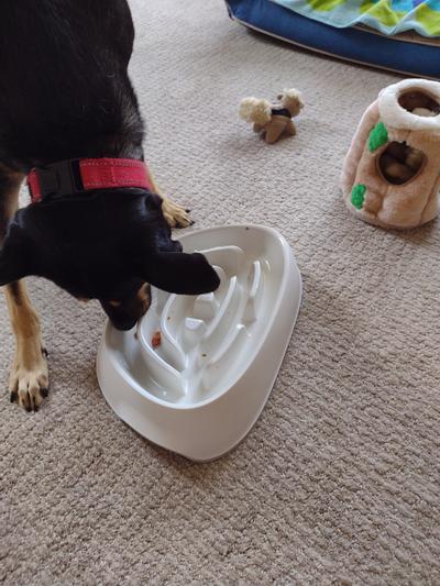 Keirra loves her bowl. You can also see her squirrels in a log toy, also from Chewy.