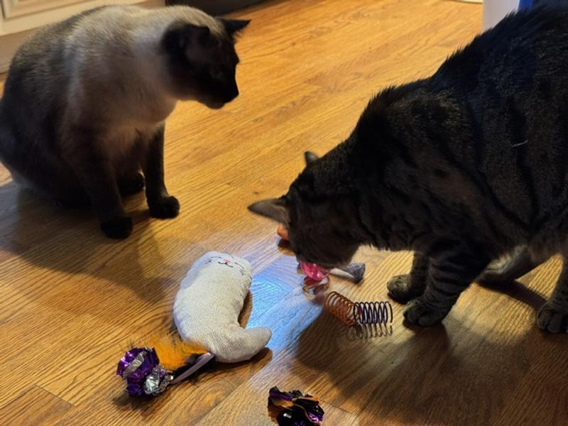 Taz & Mocha playing with toys