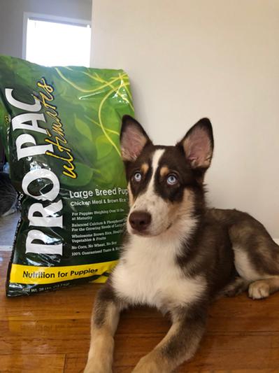 Pro pac dog shop food large breed puppy